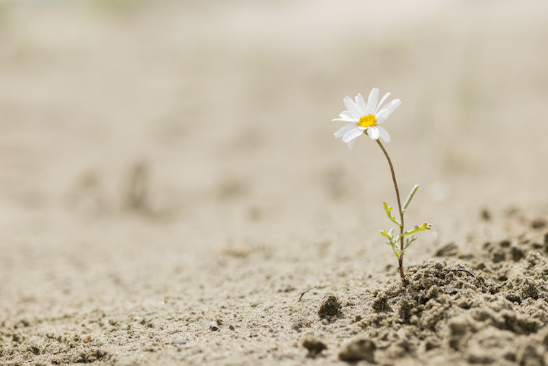 Resilience